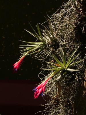 Tillandsia aëranthos (clavel del aire)